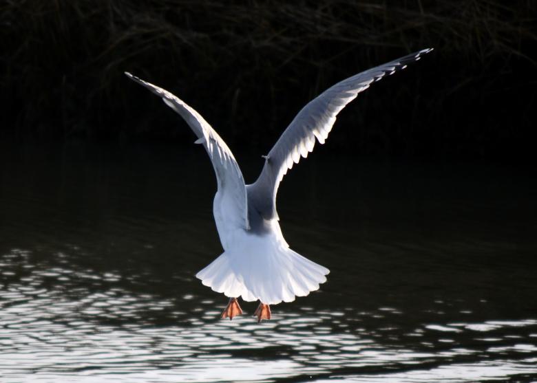 Free stock image of Seagull created by Vincent alvino