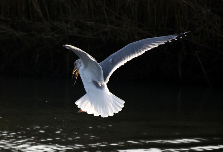 Free stock image of Seagull created by Vincent alvino