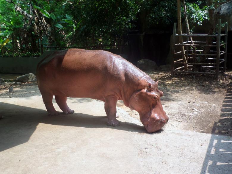 Free stock image of Hippopotamus created by Chas Mac