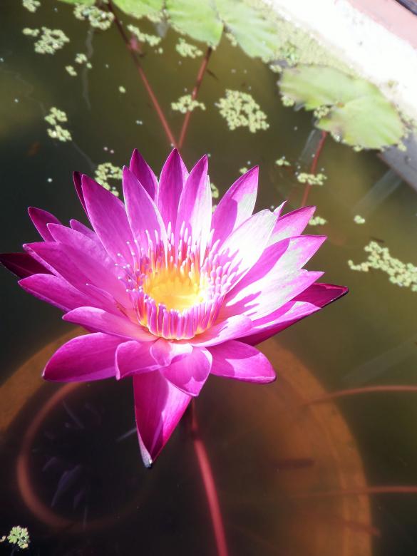 Free stock image of Thai water lily created by Chas Mac