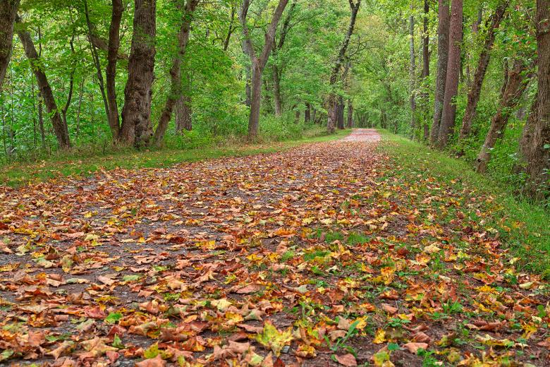 Free stock image of Paw Paw Trail - HDR created by Nicolas Raymond