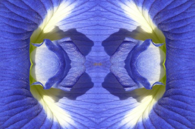 Free stock image of Floral abstract created by Chas Mac