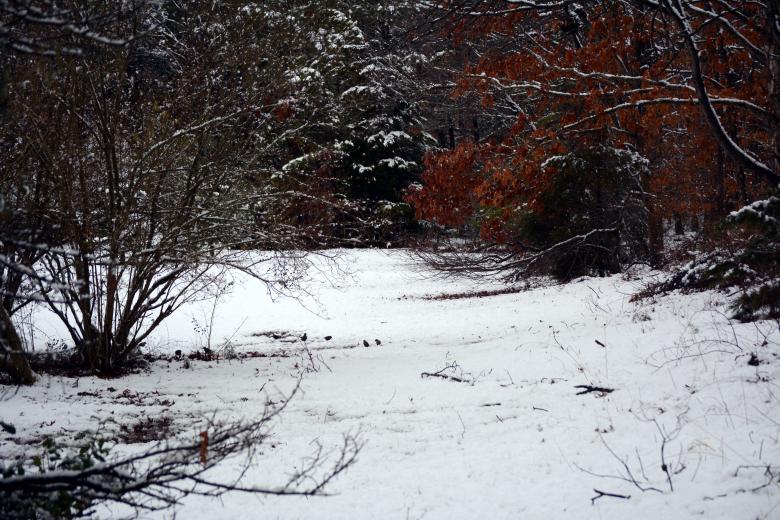 Free stock image of Opening in Forest covered by snow created by Vincent alvino