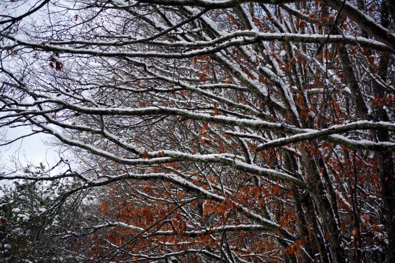 Free stock image of Branches weighed down by snow created by Vincent alvino