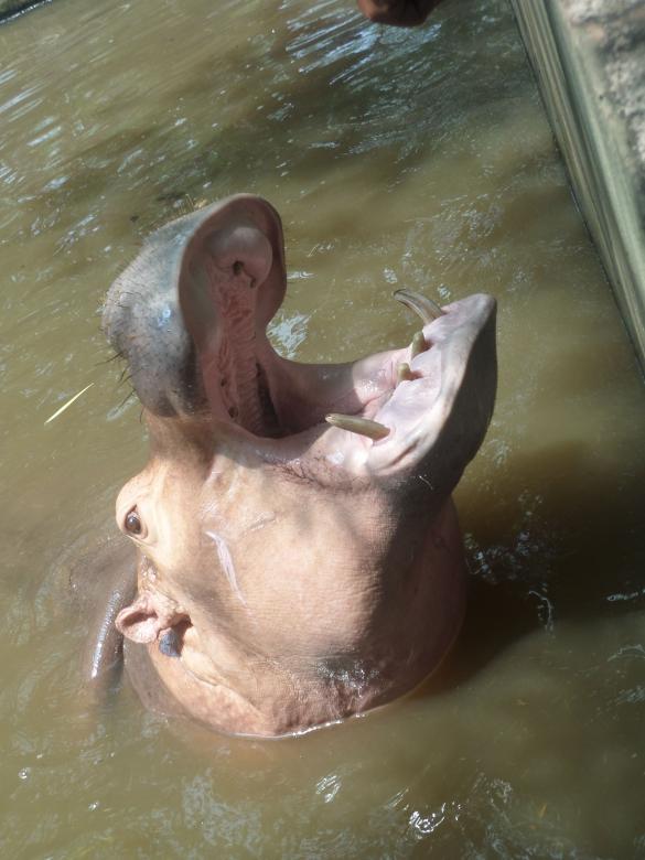 Free stock image of Hippo mouth created by Chas Mac