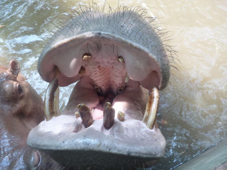 Free stock image of Hippo mouth created by Chas Mac