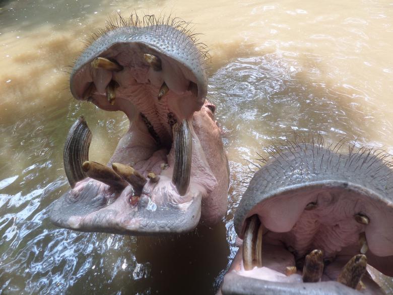 Free stock image of Hippo mouth created by Chas Mac