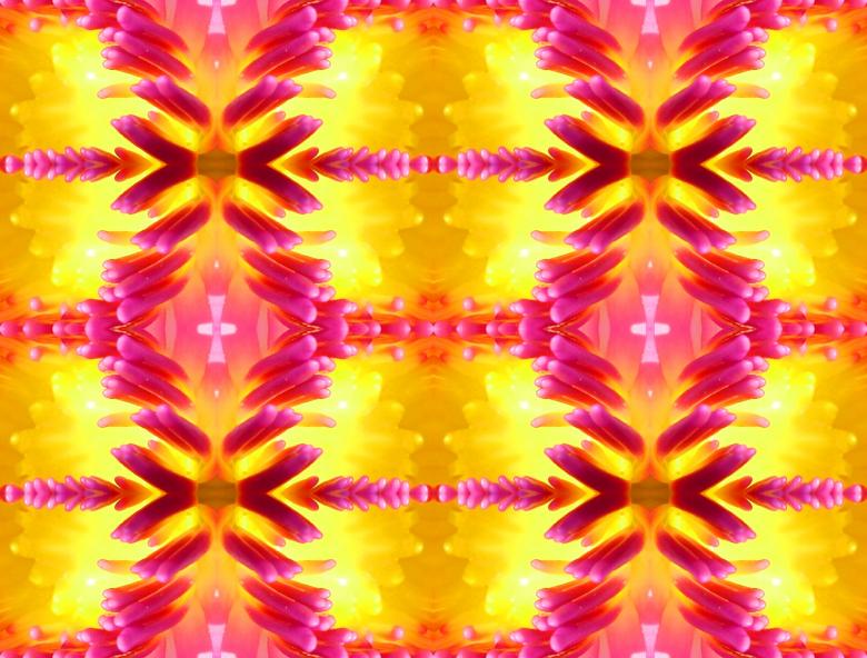 Free stock image of Lotus symmetry created by Chas Mac