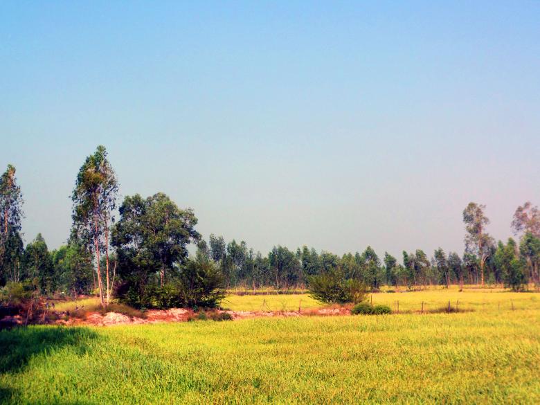 Free stock image of Thai rice field created by Chas Mac