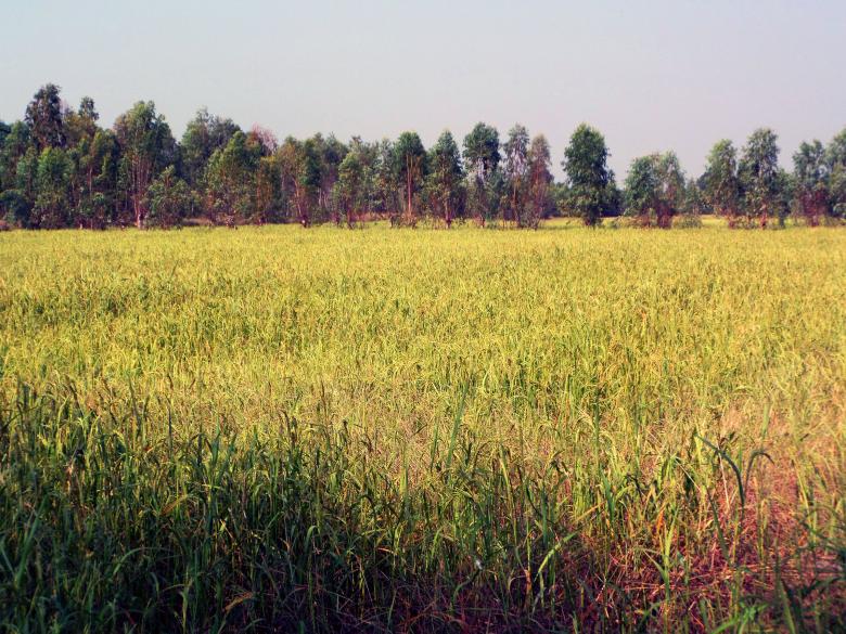 Free stock image of Thai rice field created by Chas Mac