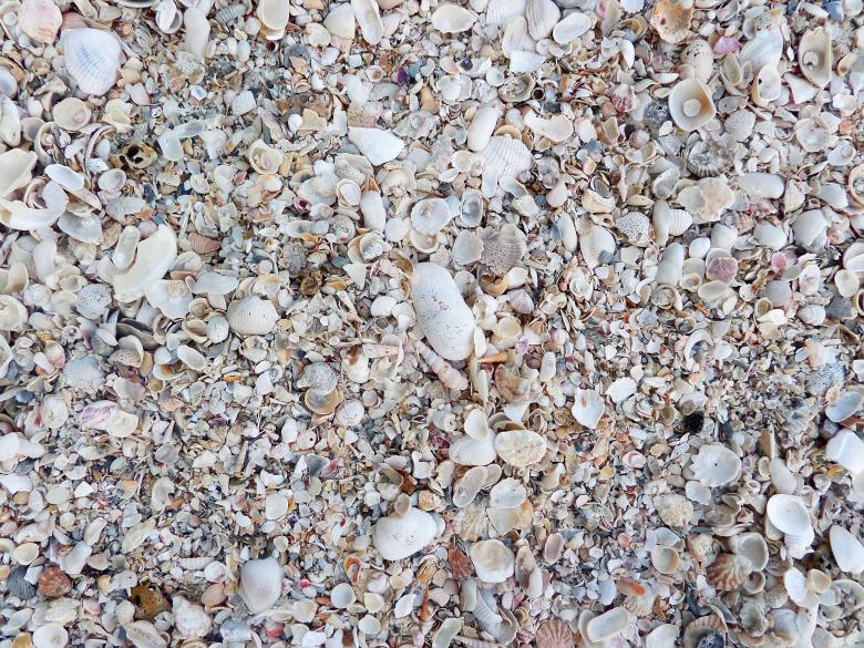 Free stock image of Seashell texture created by Chas Mac