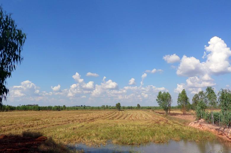 Free stock image of Harvested Thai rice field  created by Chas Mac
