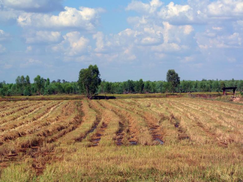 Free stock image of Harvested Thai rice field  created by Chas Mac