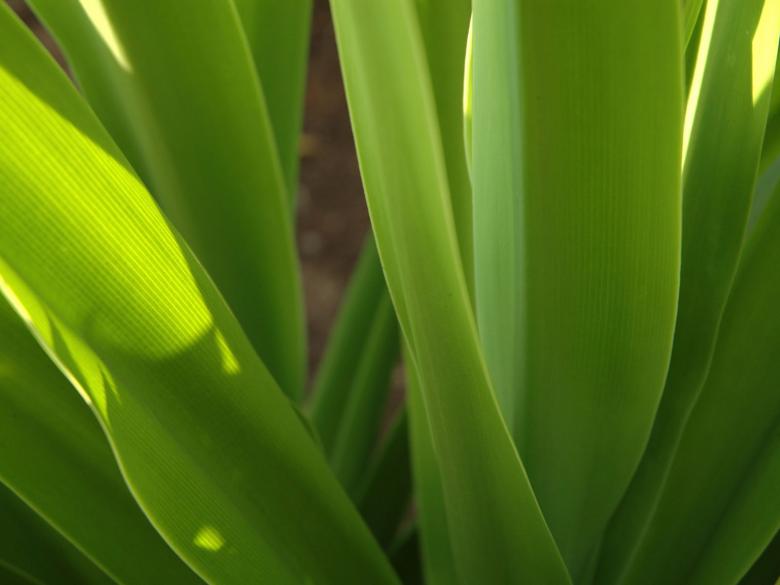 Free stock image of Aloe Vera created by DURGA PANDIT