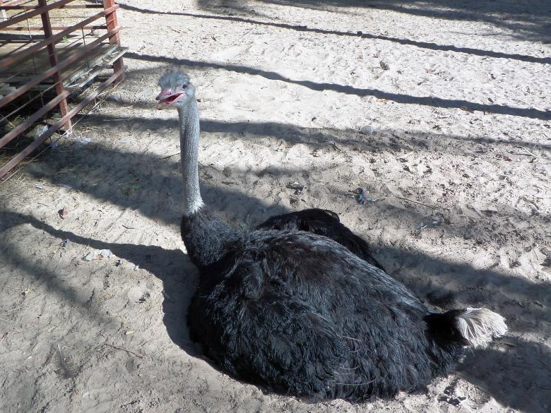 Free stock image of Sitting ostrich  created by Chas Mac