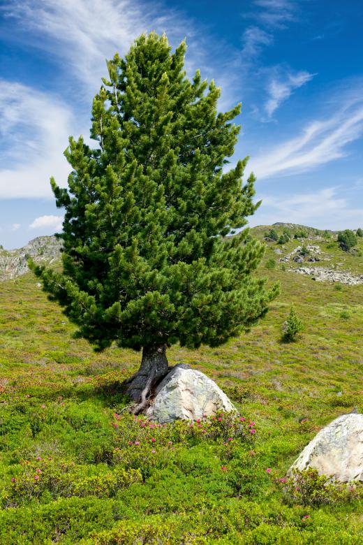 Free stock image of Arolla pine created by x123456