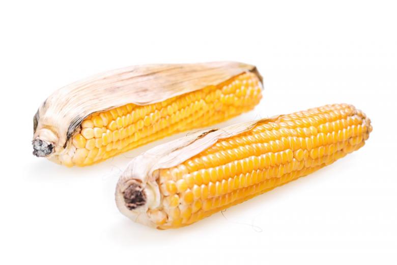 Free stock image of Corn created by 2happy