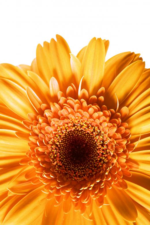 Free stock image of Gerbera Closeup created by 2happy