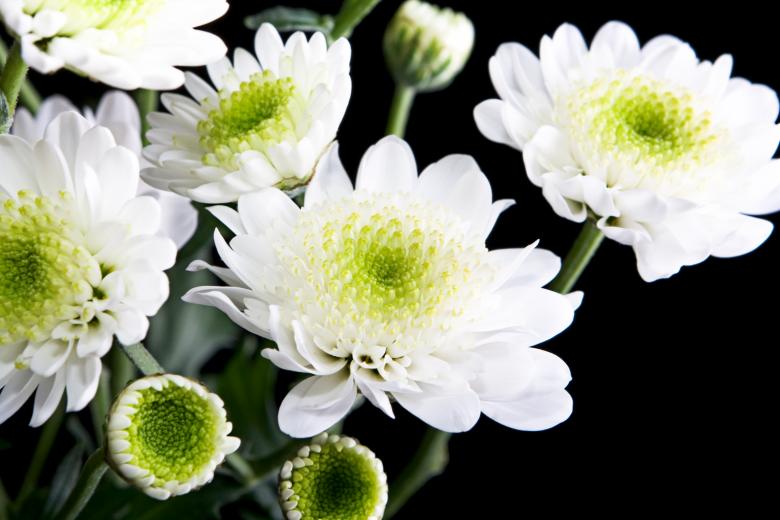 Free stock image of White flowers created by 2happy