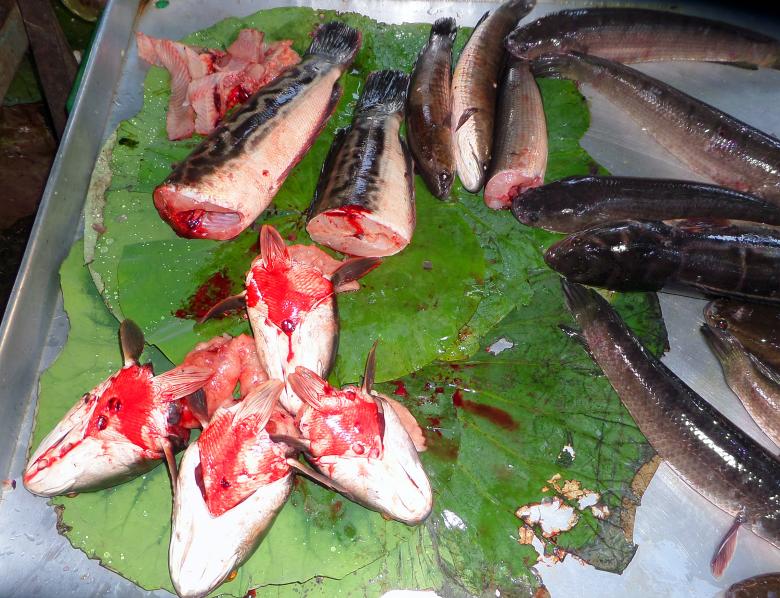 Free stock image of Market fish stall created by Chas Mac