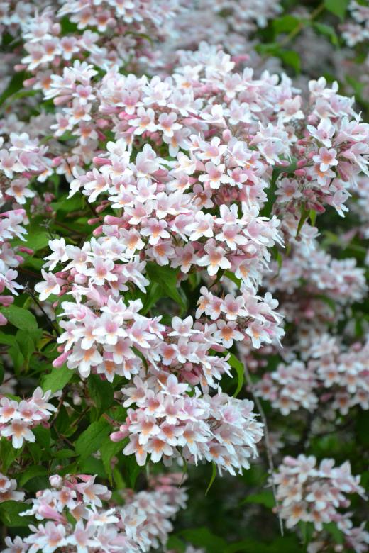 Free stock image of Beauty bush in bloom created by Tomas Adomaitis