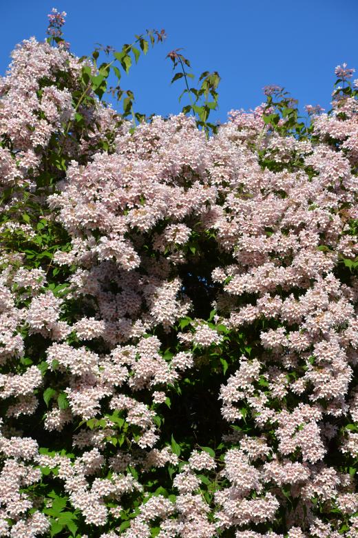 Free stock image of Beauty bush - Linnaea created by Tomas Adomaitis