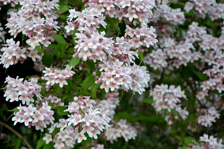 Free stock image of Linnaea amabilis created by Tomas Adomaitis