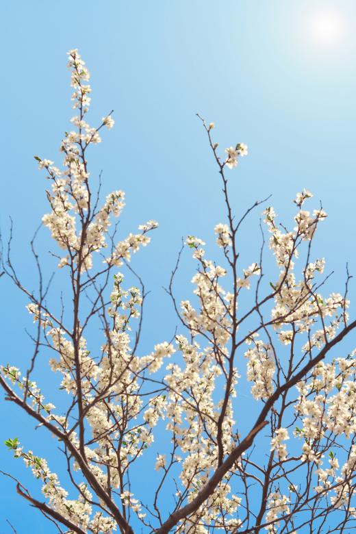 Free stock image of flowers in sky created by 2happy
