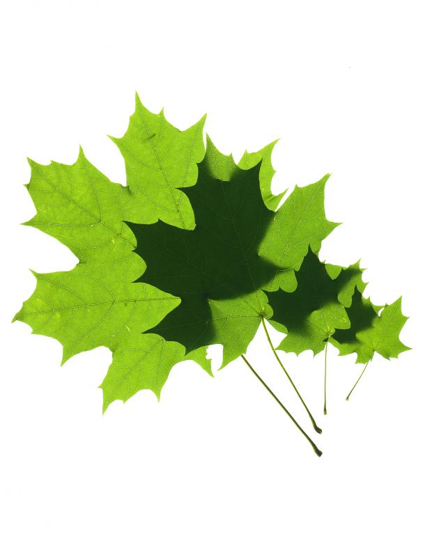 Free stock image of Green leaf created by 2happy