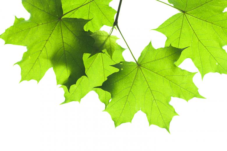 Free stock image of Green leaf created by 2happy