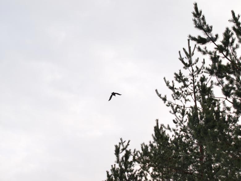 Free stock image of bird flying created by Marko Mäkinen