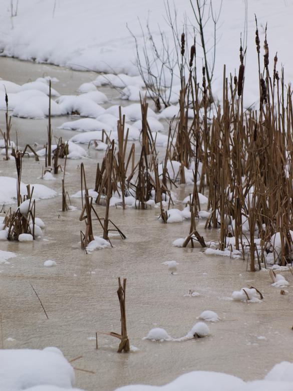 Free stock image of Winter plants created by Marko Mäkinen