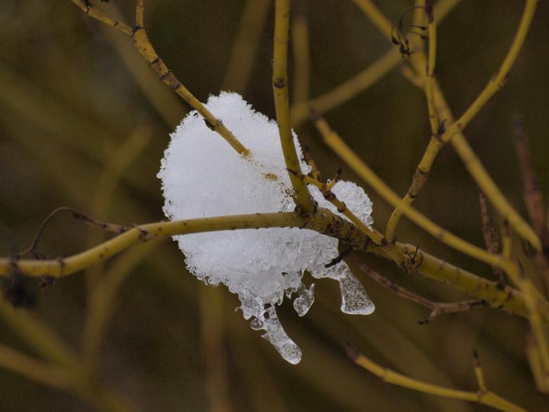 Free stock image of Winter plants created by Marko Mäkinen