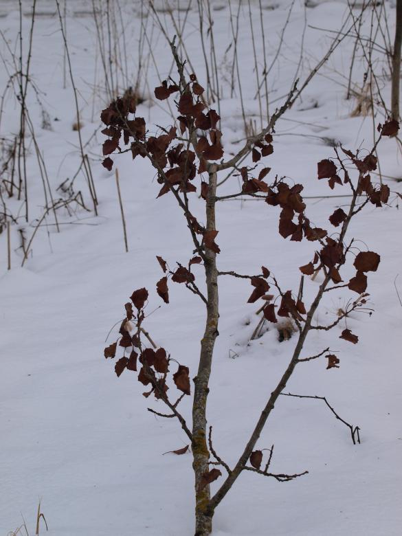 Free stock image of Winter plants created by Marko Mäkinen