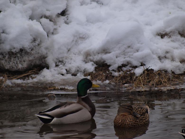 Free stock image of Ducks created by Marko Mäkinen