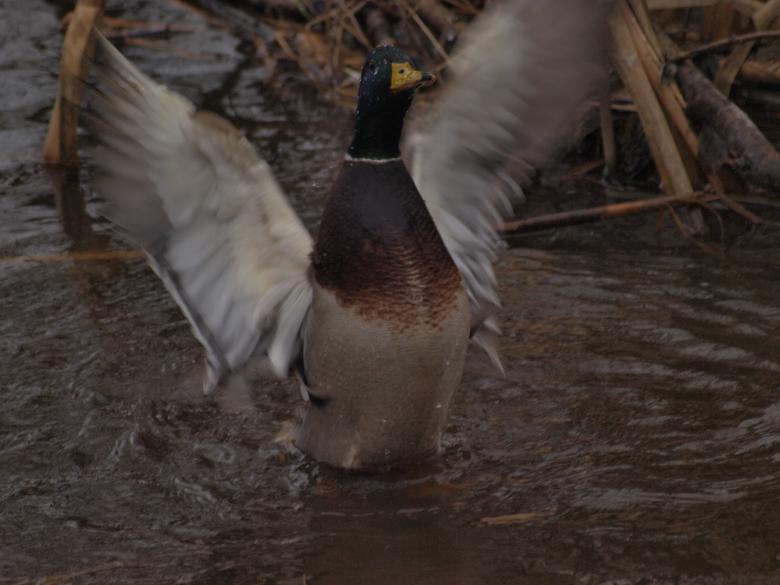 Free stock image of Ducks created by Marko Mäkinen