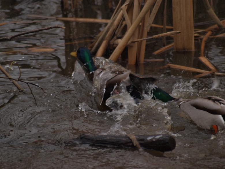 Free stock image of Ducks created by Marko Mäkinen