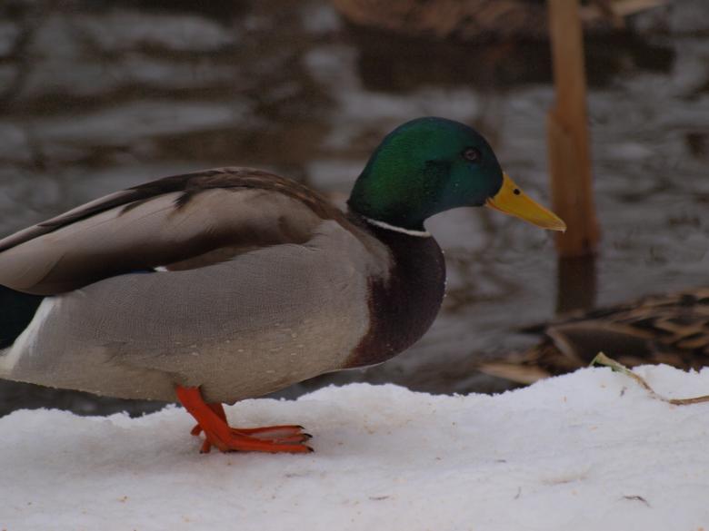 Free stock image of Ducks created by Marko Mäkinen