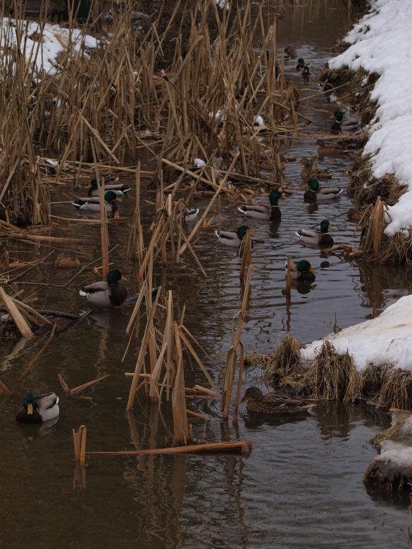 Free stock image of Ducks created by Marko Mäkinen
