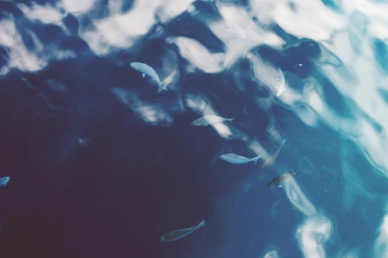Free stock image of Group of Fish created by Unsplash