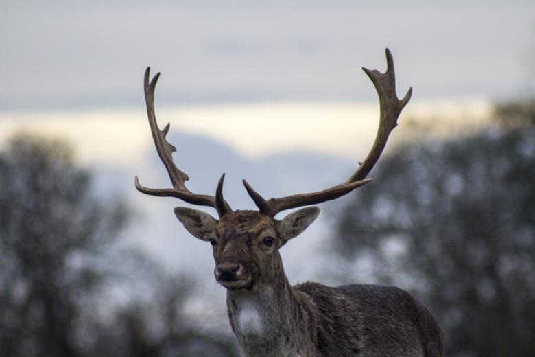 Free stock image of Deer created by Unsplash