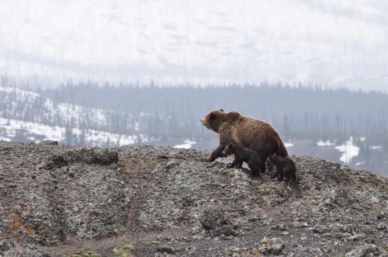 Free stock image of Grizzly created by Unsplash