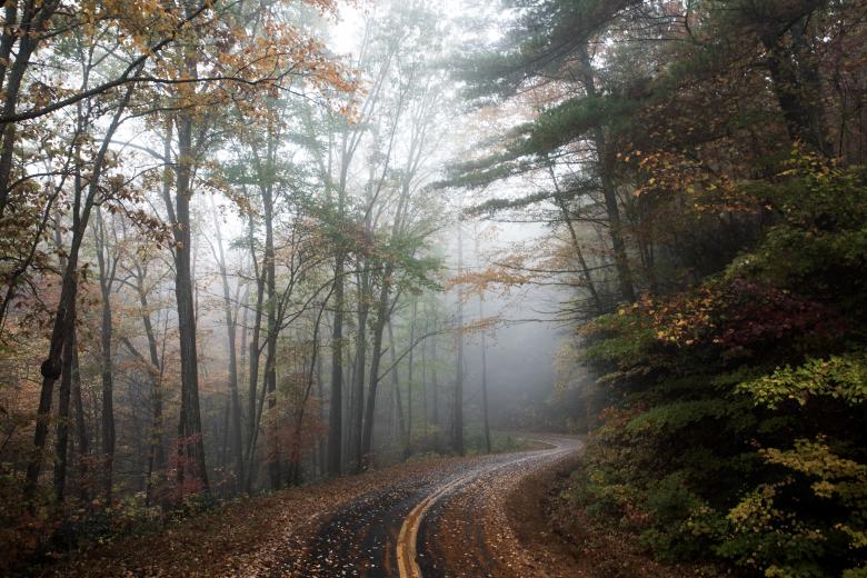 Free stock image of Fog in the Woods created by Unsplash