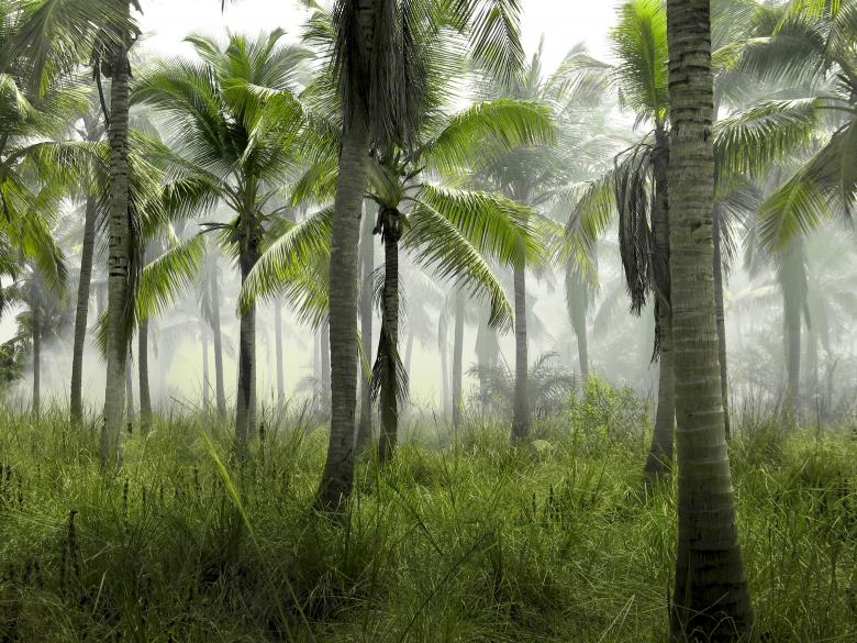 Free stock image of Banana Trees created by Unsplash
