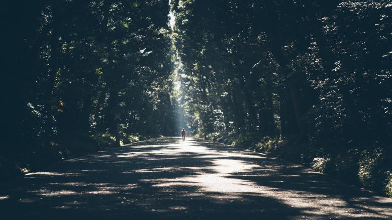 Free stock image of Group of Trees created by Unsplash