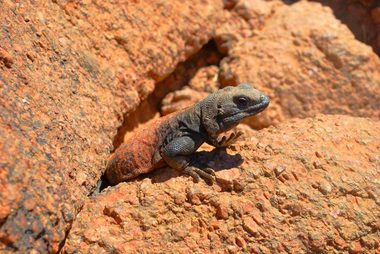 Free stock image of Reptile created by Unsplash