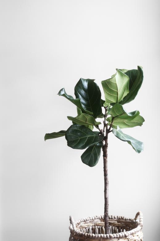 Free stock image of The Pot Plant created by Unsplash