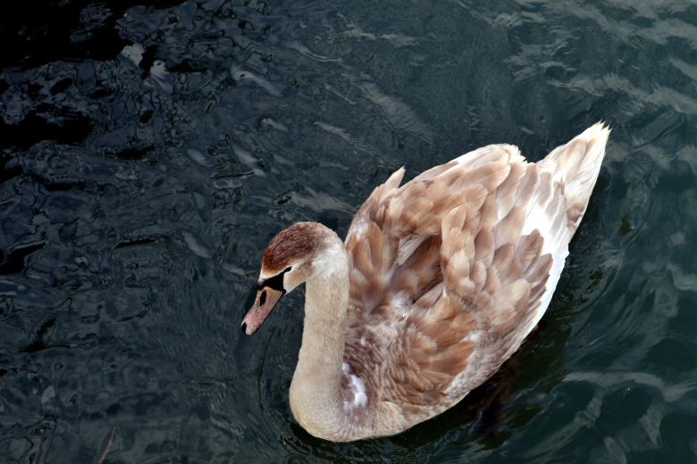 Free stock image of Swan created by Unsplash