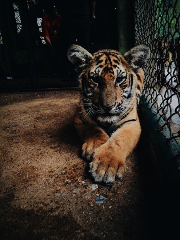 Free stock image of Bengal Tiger created by Unsplash