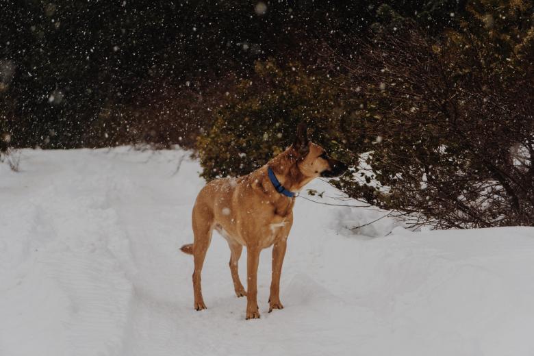 Free stock image of Max created by Unsplash